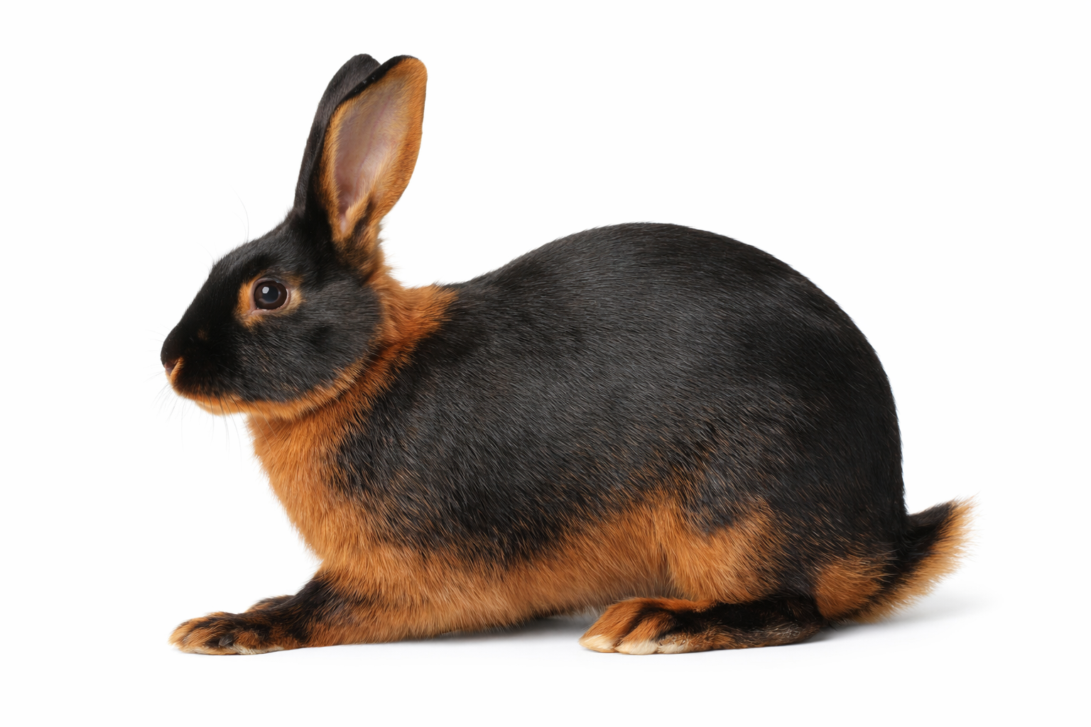 Black and tan DNA test konijn