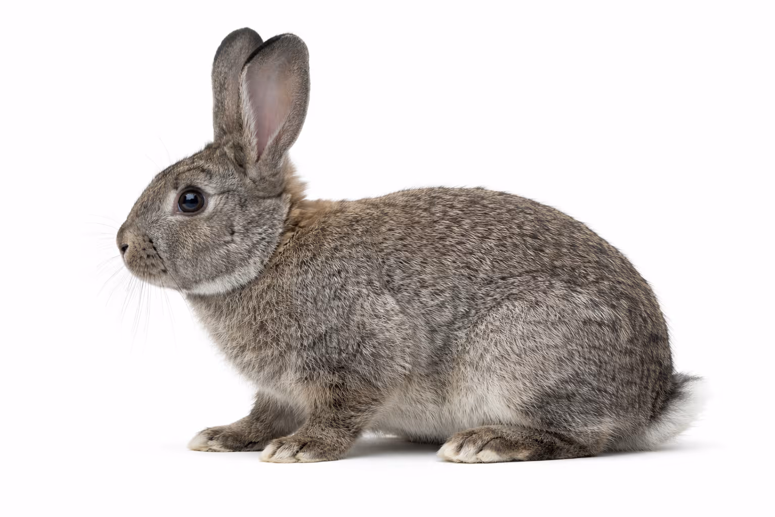 agouti DNA test rabbit