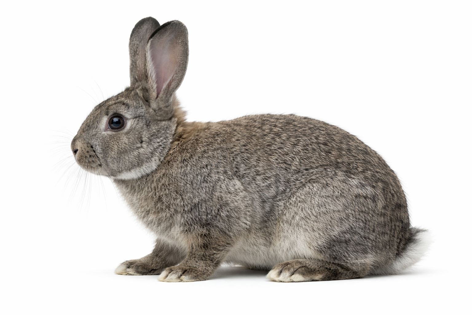 agouti DNA test rabbit