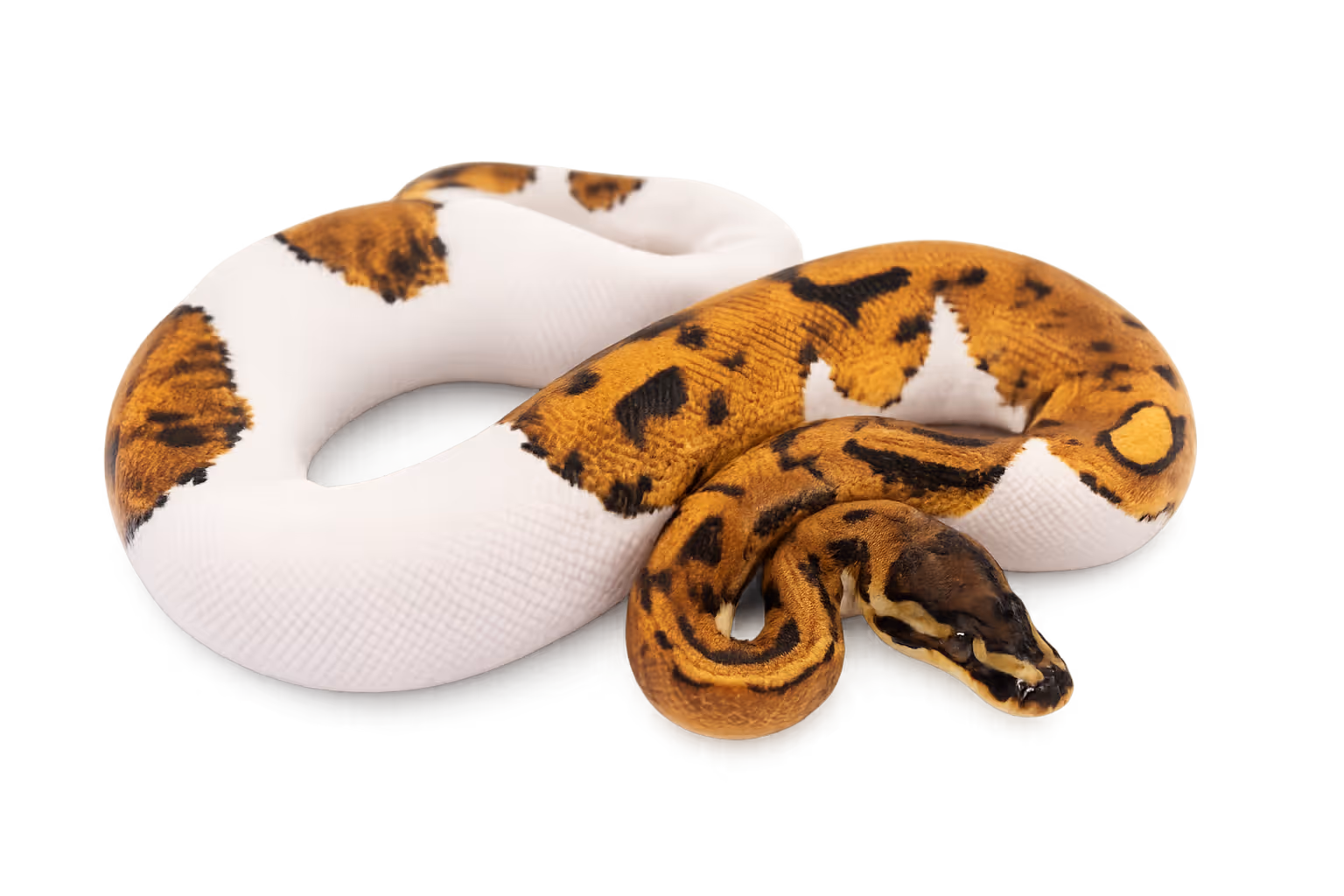 Piebald (TFEC-related) - Ball python