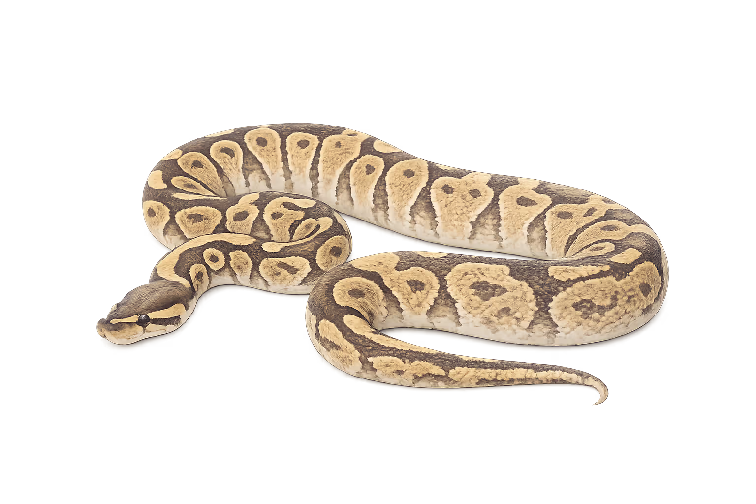 Ghost / Hypo / Orange Ghost (MLPH-related) - Ball python