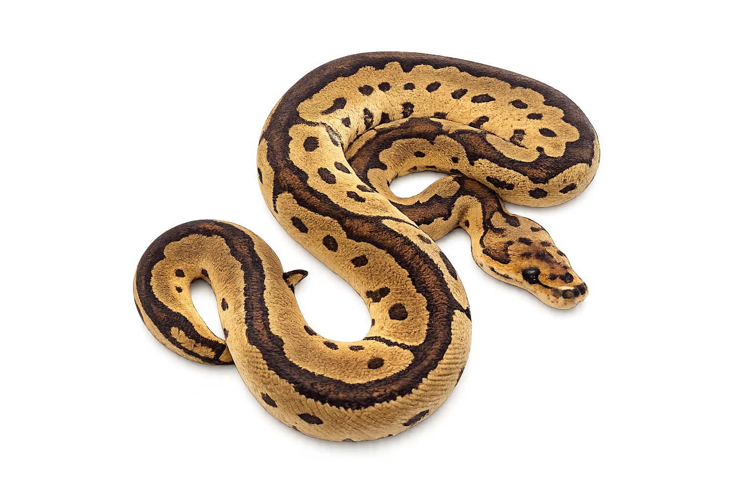 Clown (MC1R-related) - Ball python