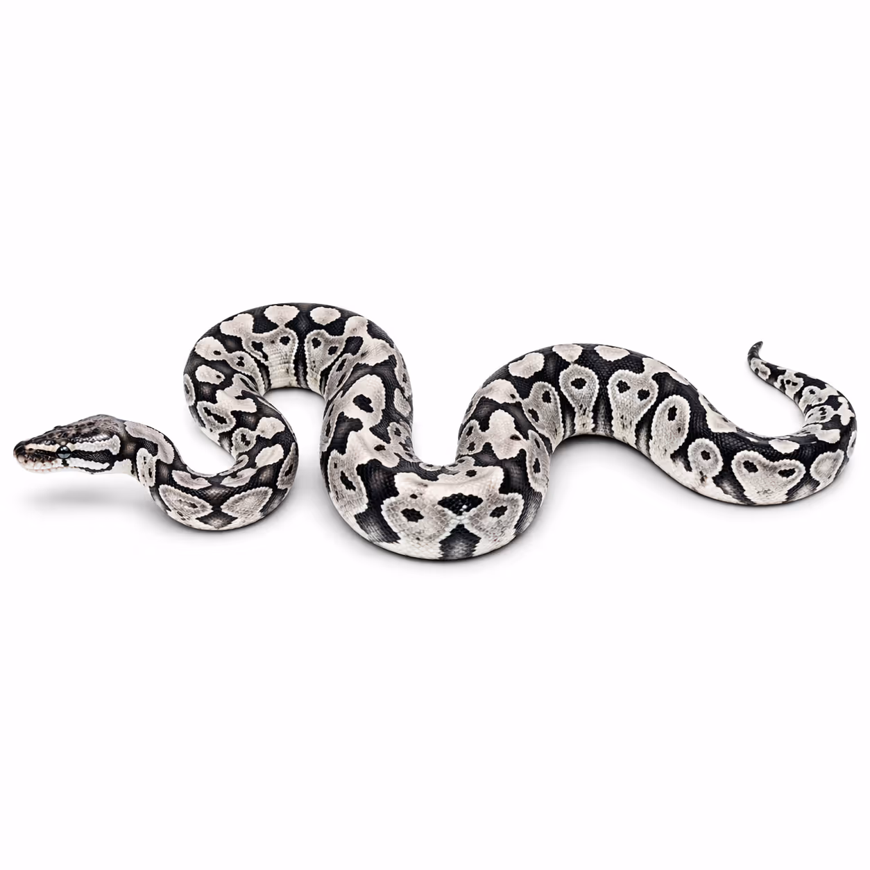 Axanthic ball python genetic test dna test