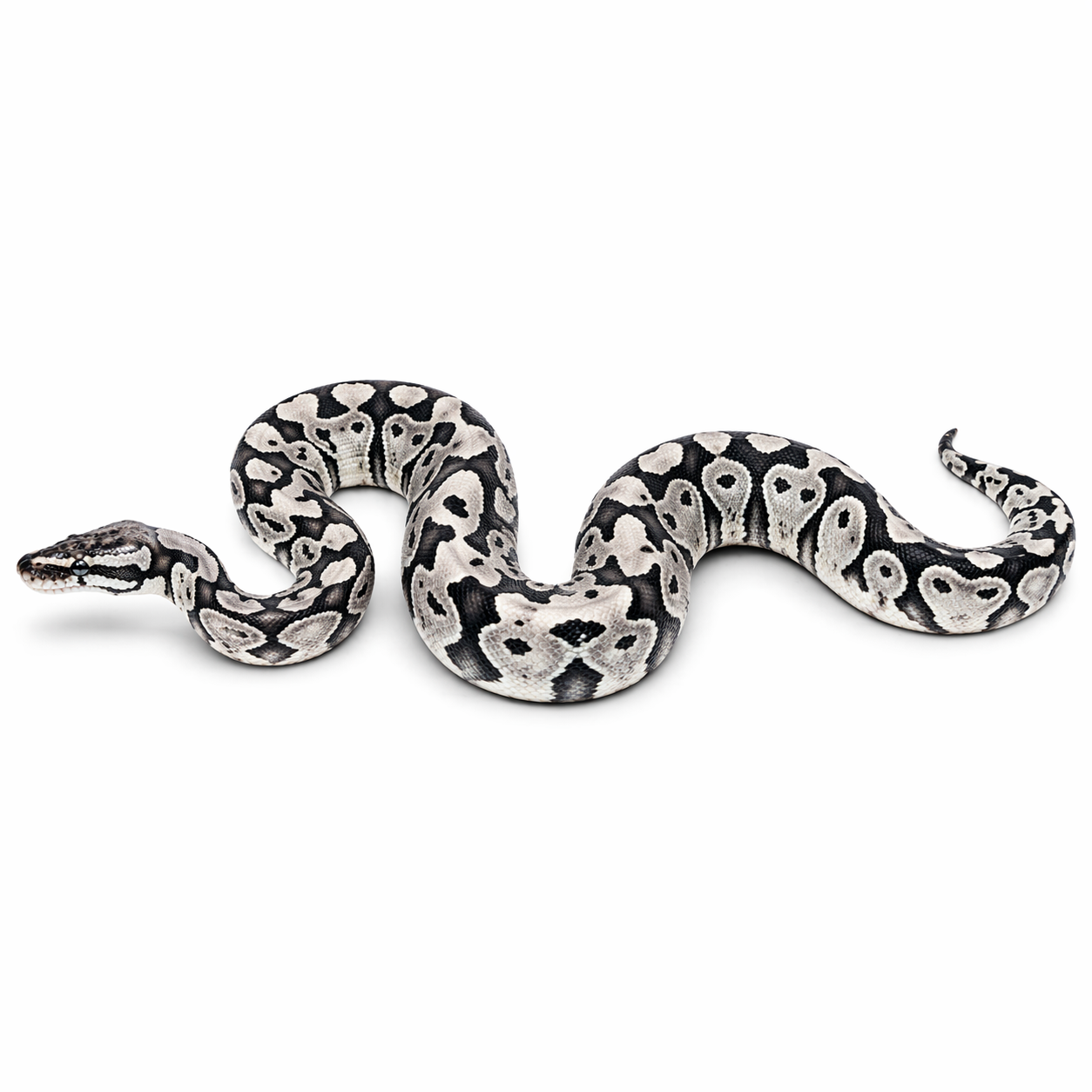 Axanthic koningspython genetische test dna test