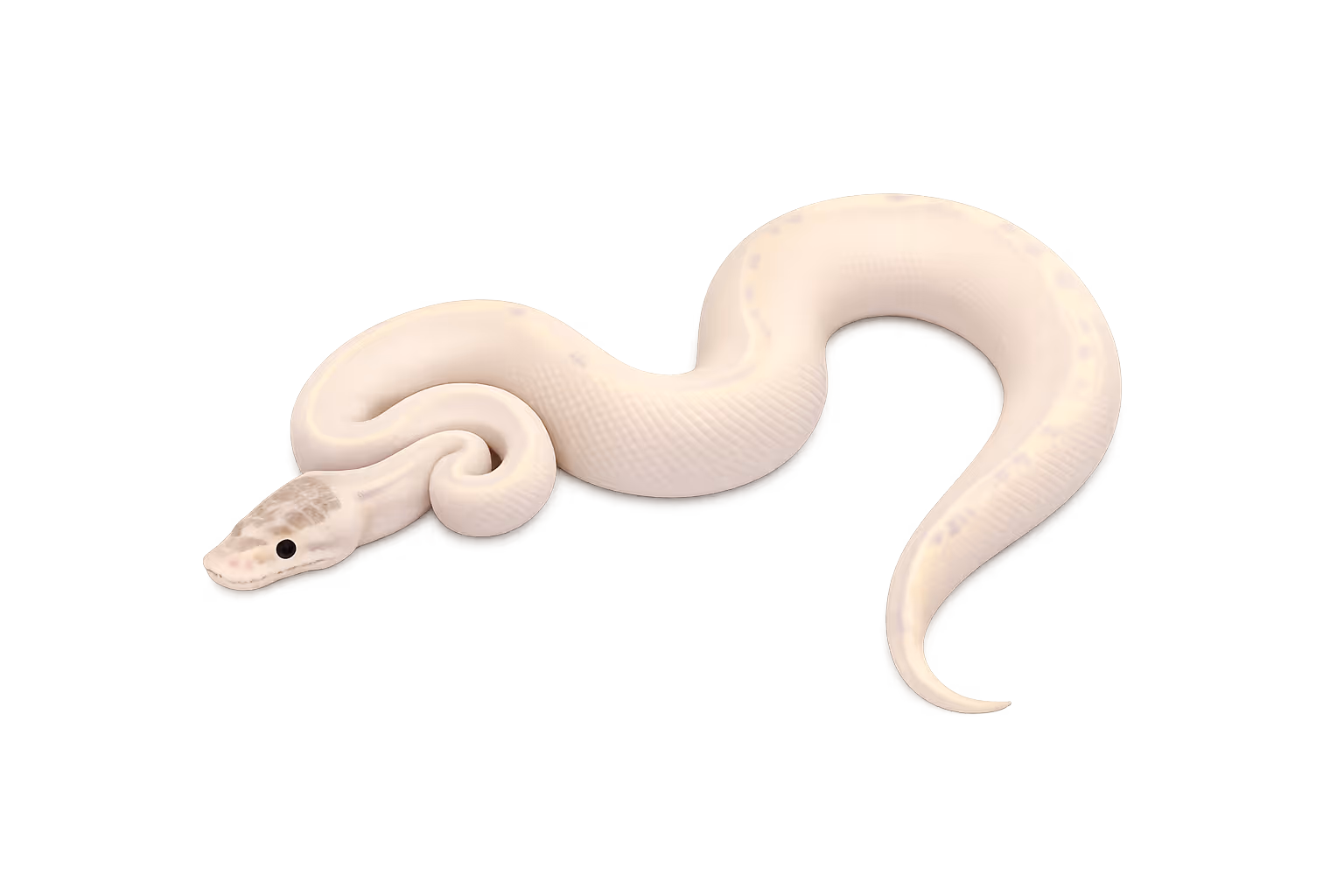 Yellow Belly (EDNRB2-related) - Ball python