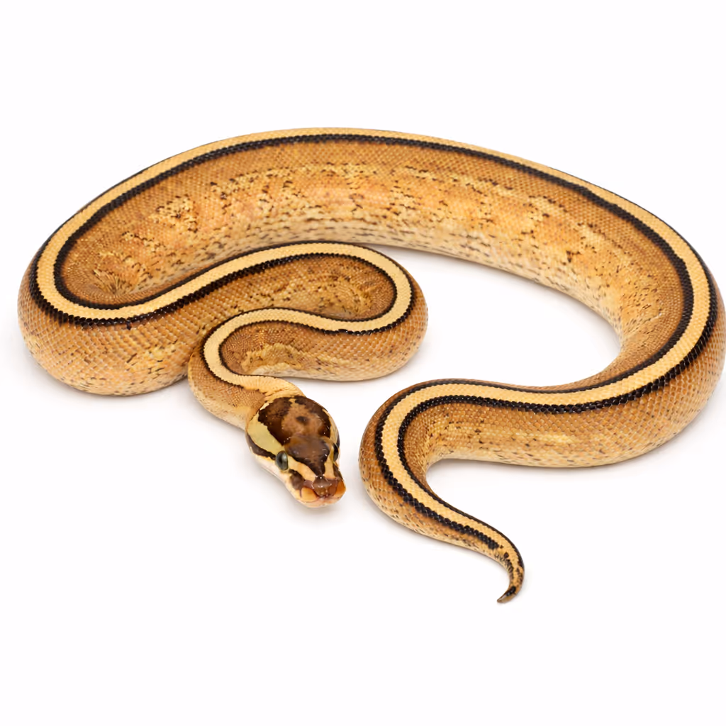 Superstripe ball python genetic test dna test