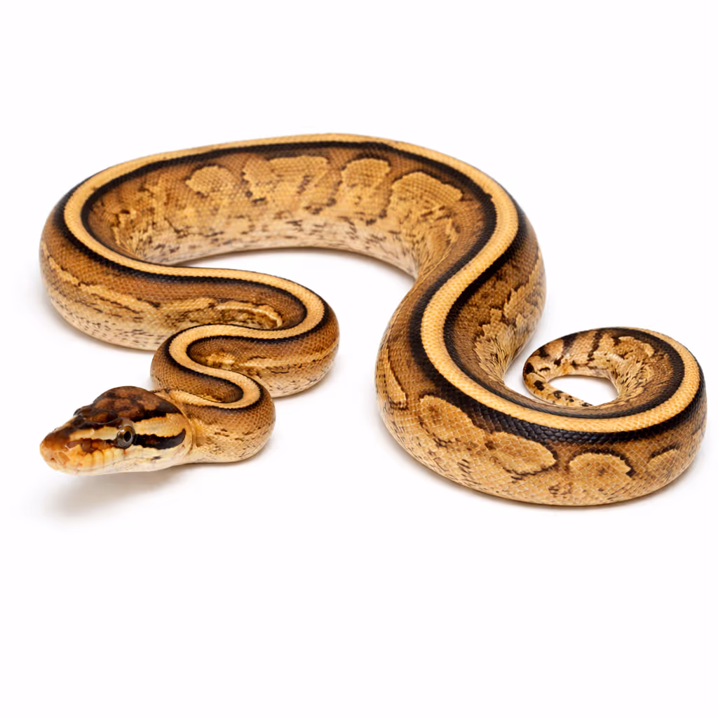 Super Specter ball python genetic test dna test