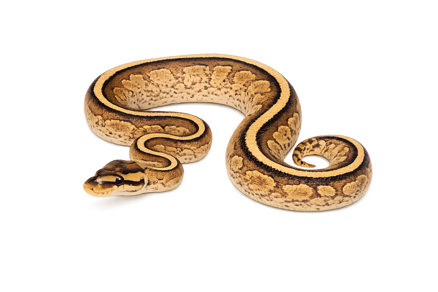 Specter (EDNRB2-related) - Ball python
