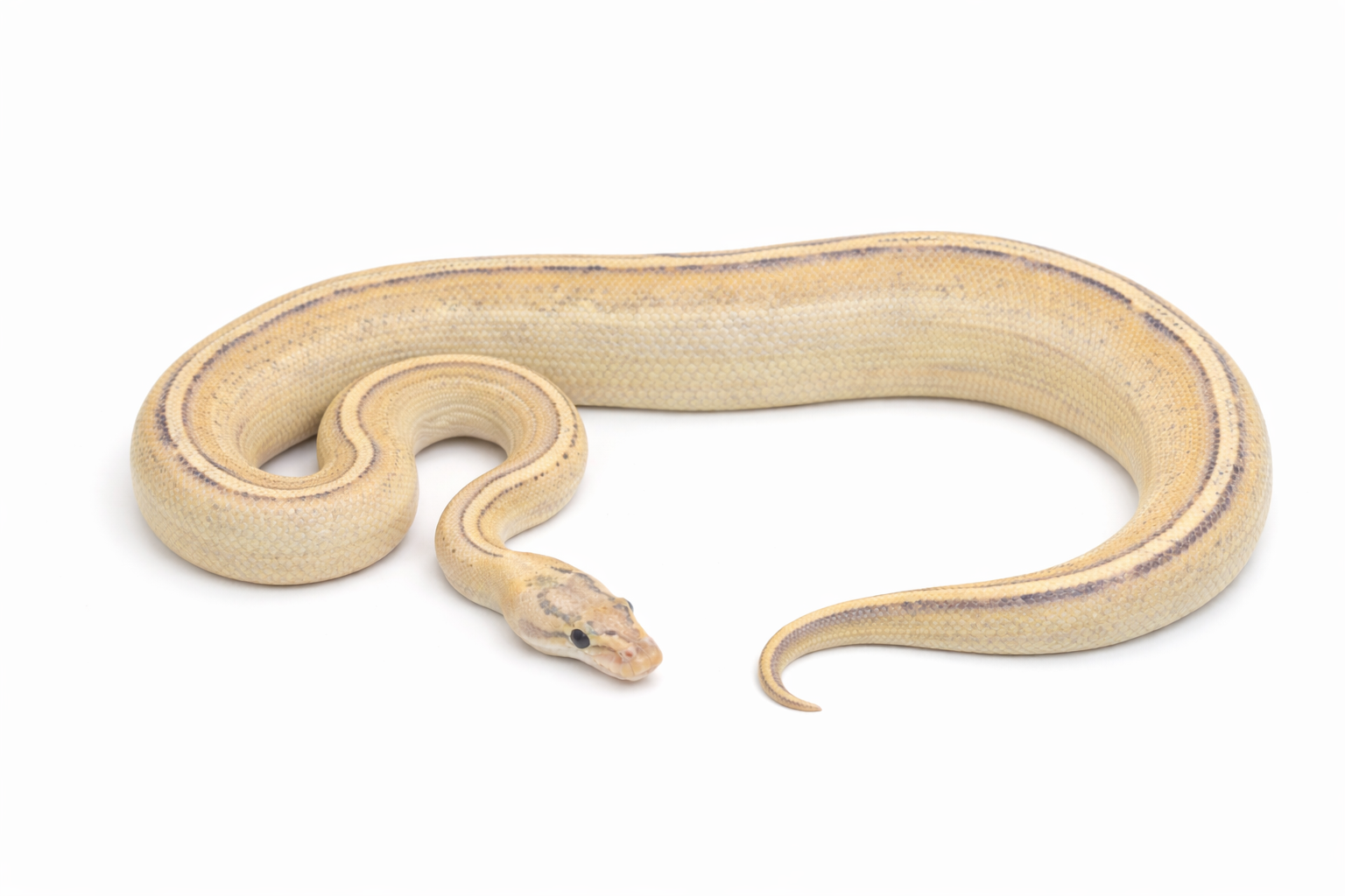 Super spark ball python genetic test dna test