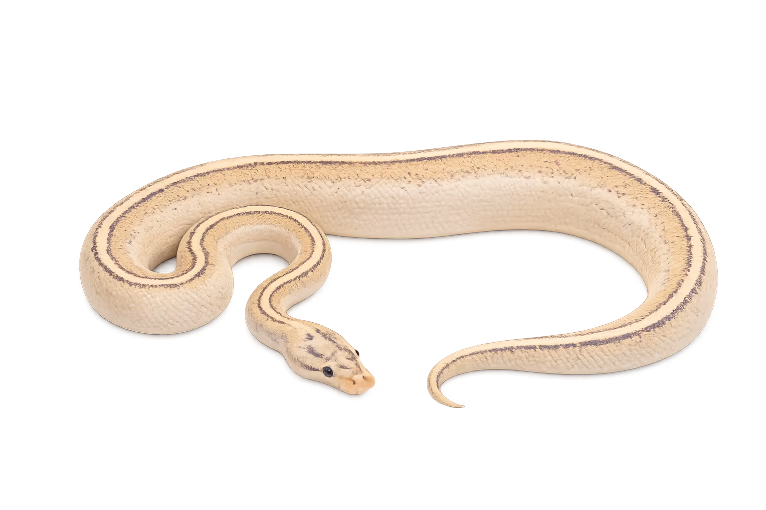 Spark (EDNRB2-related) - Ball python