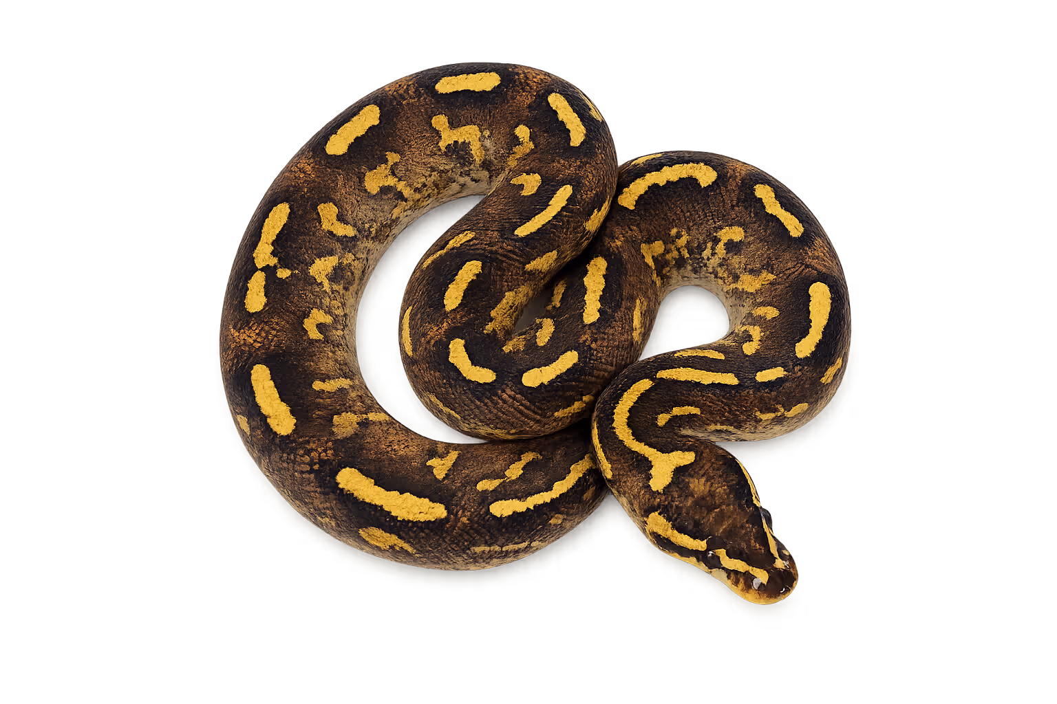Gravel (EDNRB2-related) - Ball python