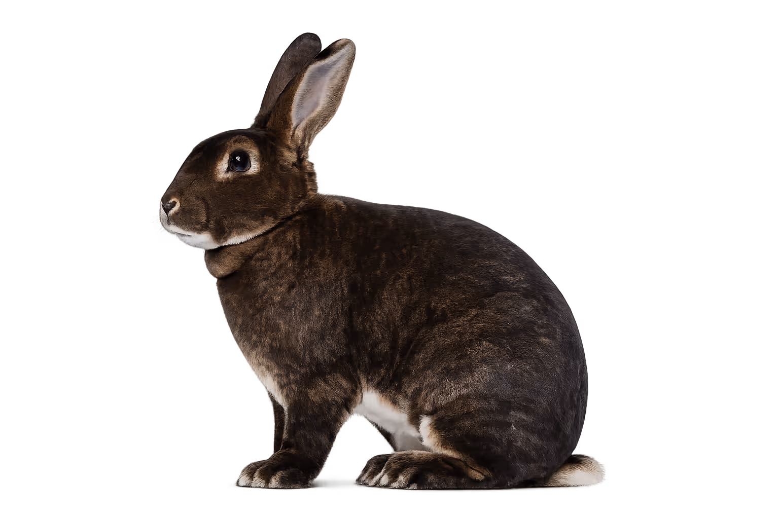Rex coat (LIPH-related) – Rabbit