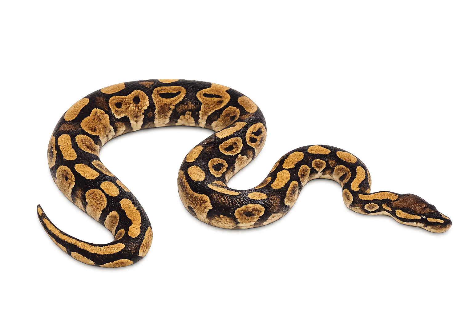 Yellow Belly complex (EDNRB2-related) - Ball python