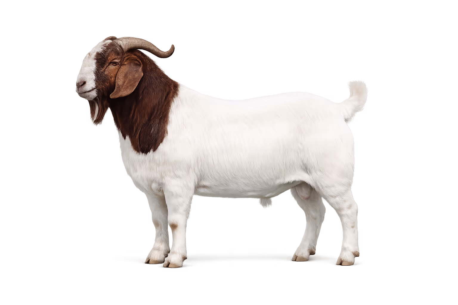 DNA & genetic tests for goats