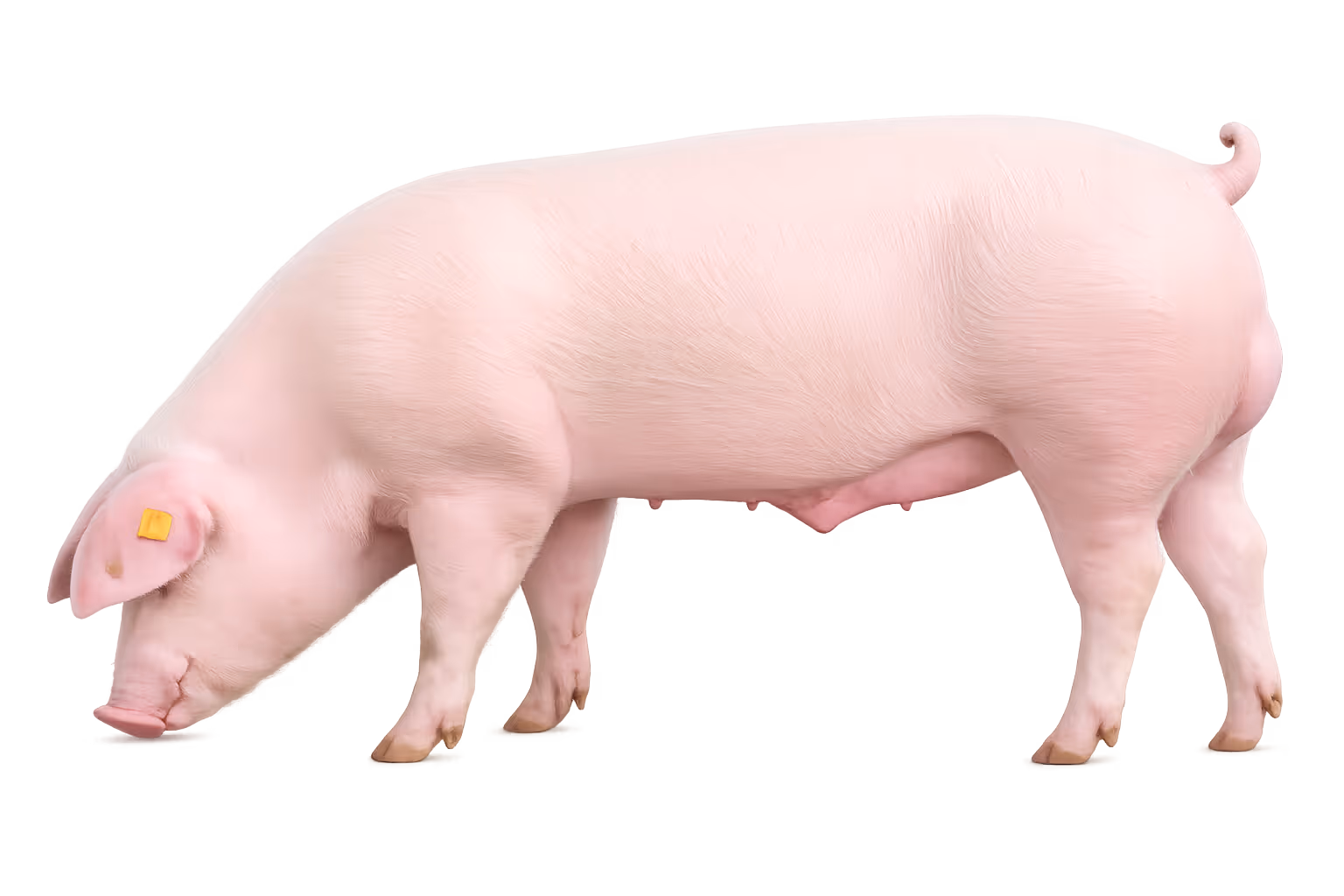 DNA & genetic tests for pigs
