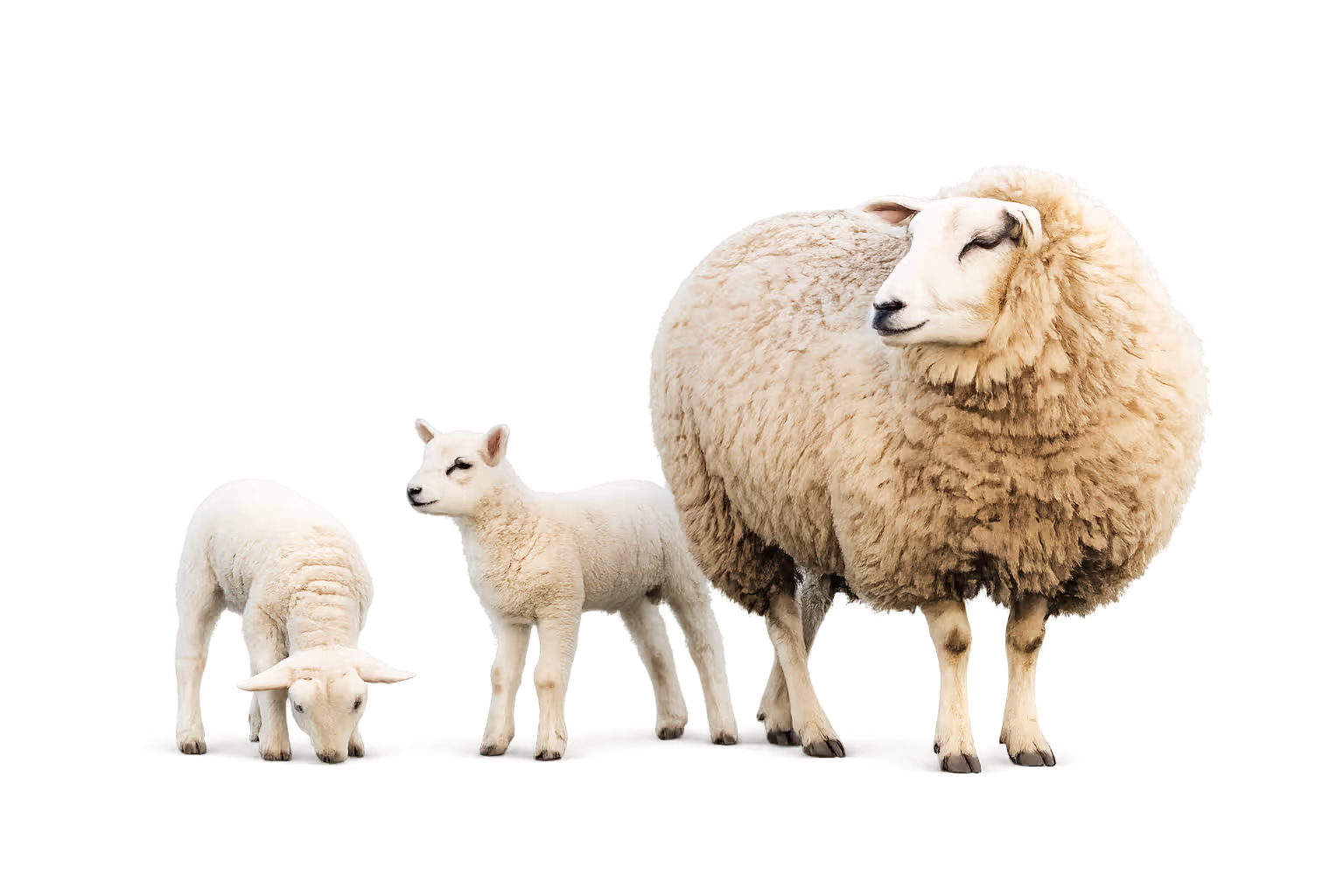 DNA & genetic tests for sheep