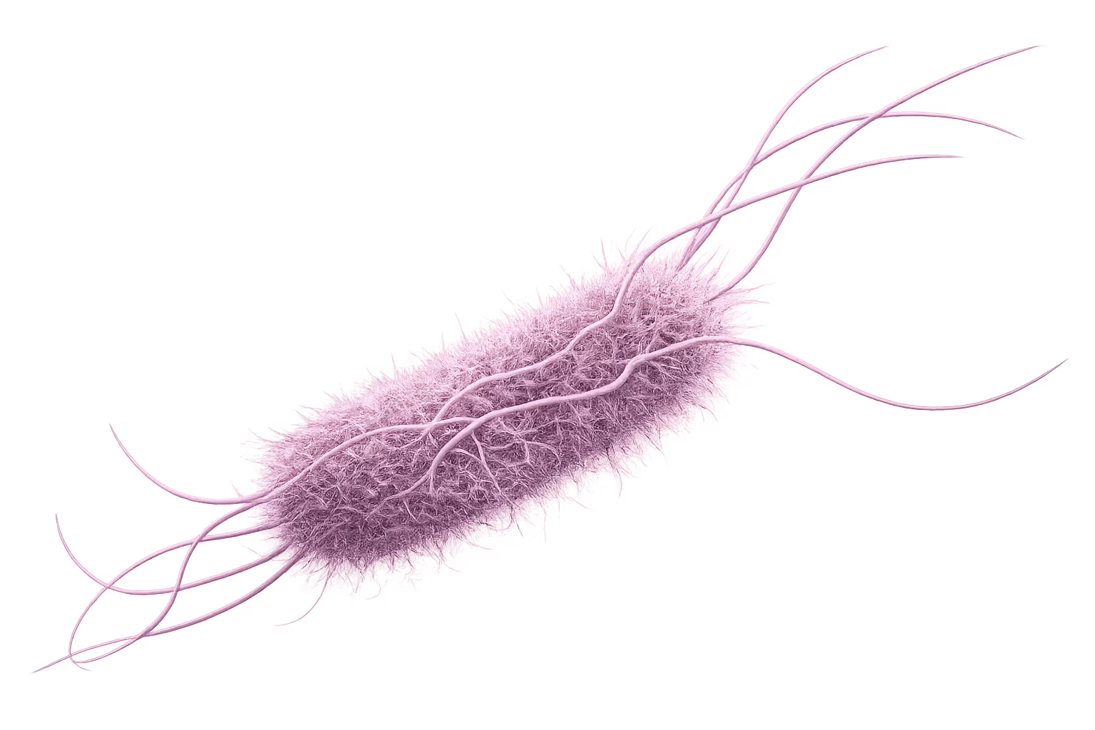 Bacterial pathogen tests for multiple species
