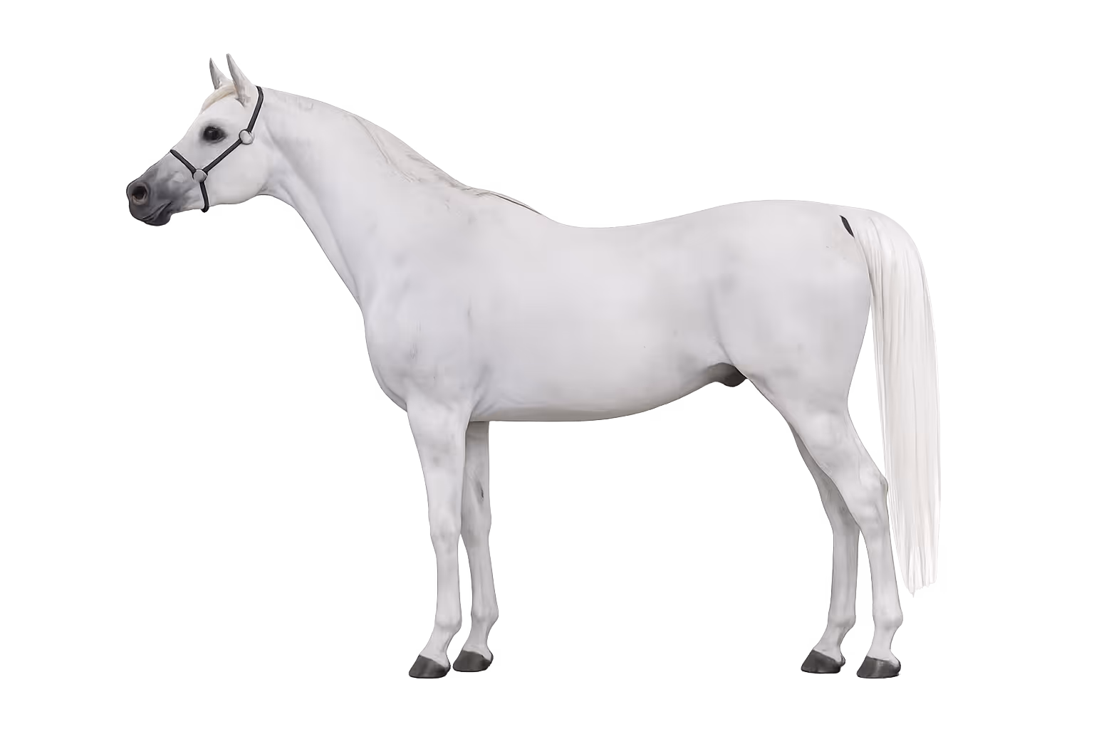 DNA & genetic tests for horses