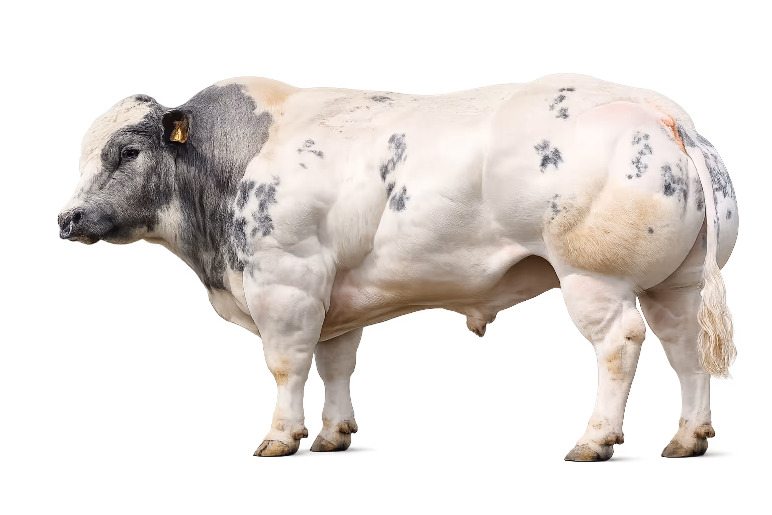 DNA & genetic tests for cattle