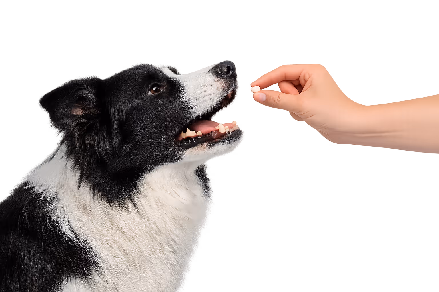 MDR1 / Multidrug sensitivity (ABCB1-related) - Dog