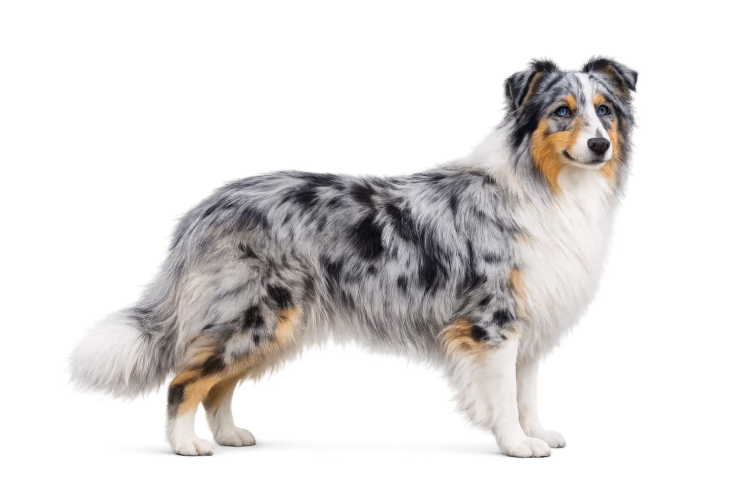 Merle M locus (PMEL-related) - Dog