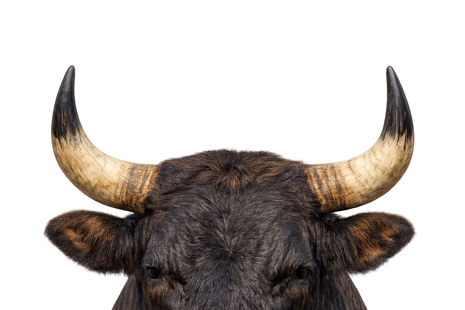 Polled / Hornlessness (Pc and Pf) - Cattle