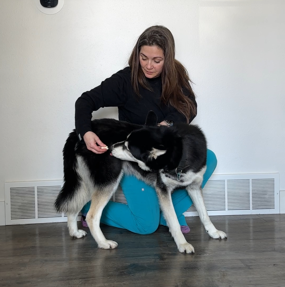 Dog receiving joint mobilization therapy as part of a home exercise rehab program.