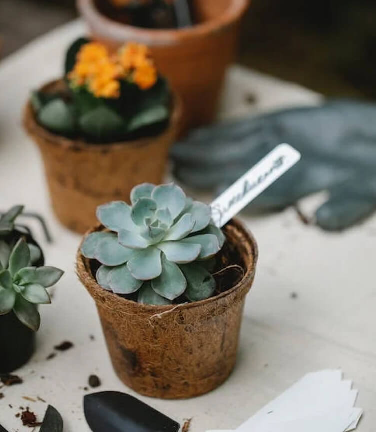 Plant Image