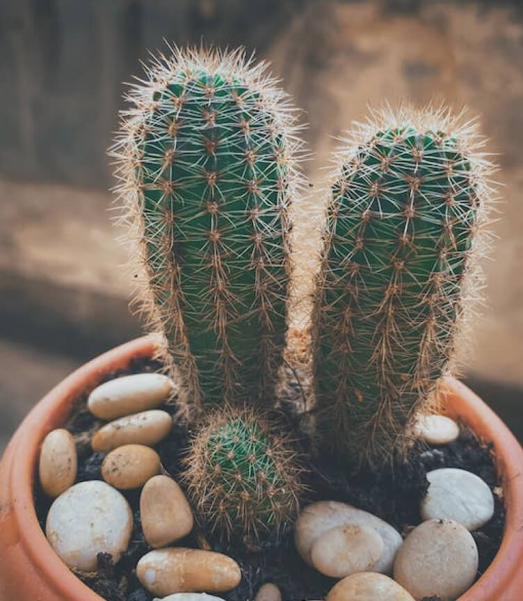 Plant Image