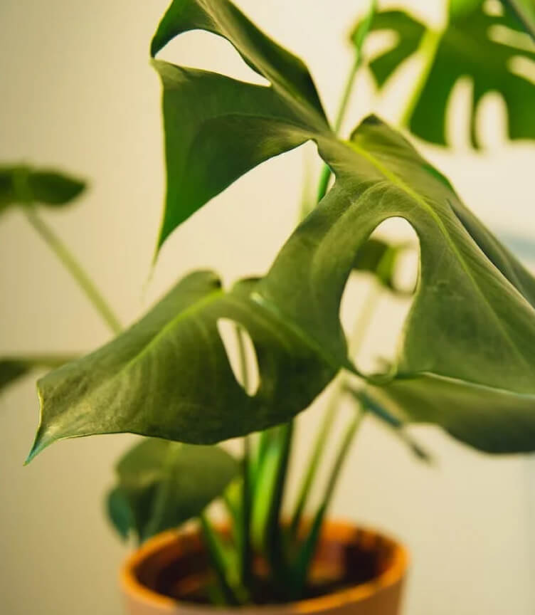 Plant Image