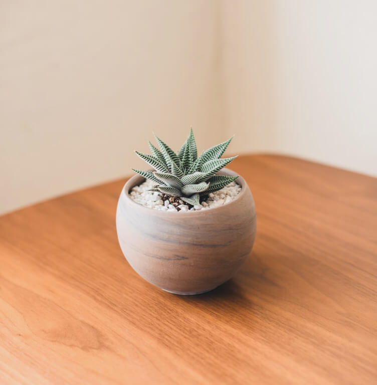 Plant Image