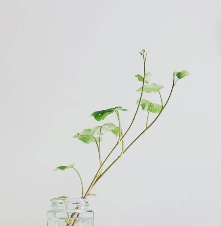 Plant Image