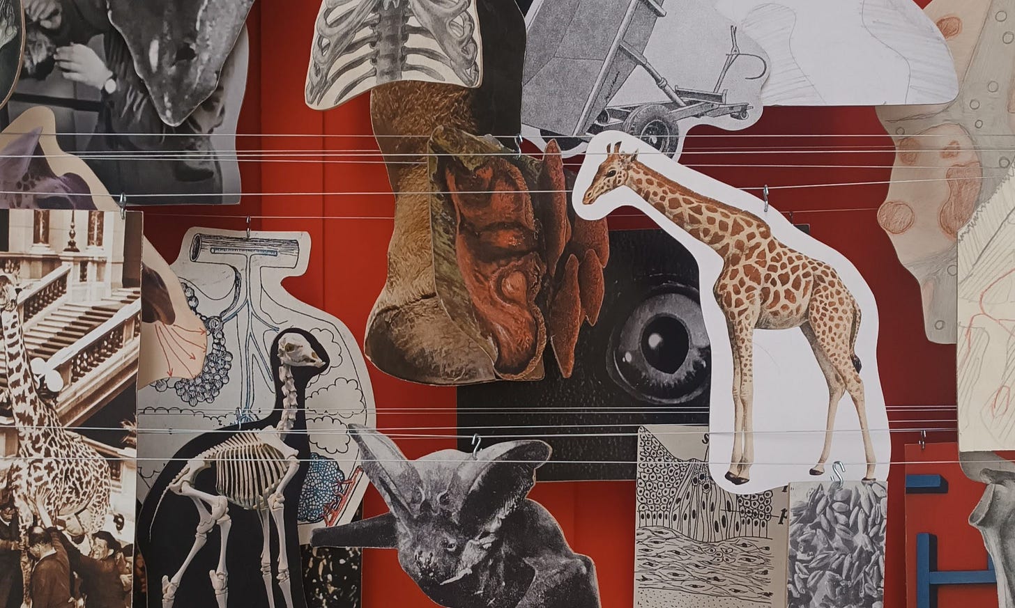 A collage featuring images of a giraffe, anatomical diagrams, and vintage photos on a vibrant red background. It is part of the installation "The heart of a giraffe in captivity is twelve kilos lighter" exhibited at the National Gallery, from Eva Koťátková. The scene conveys curiosity and exploration.