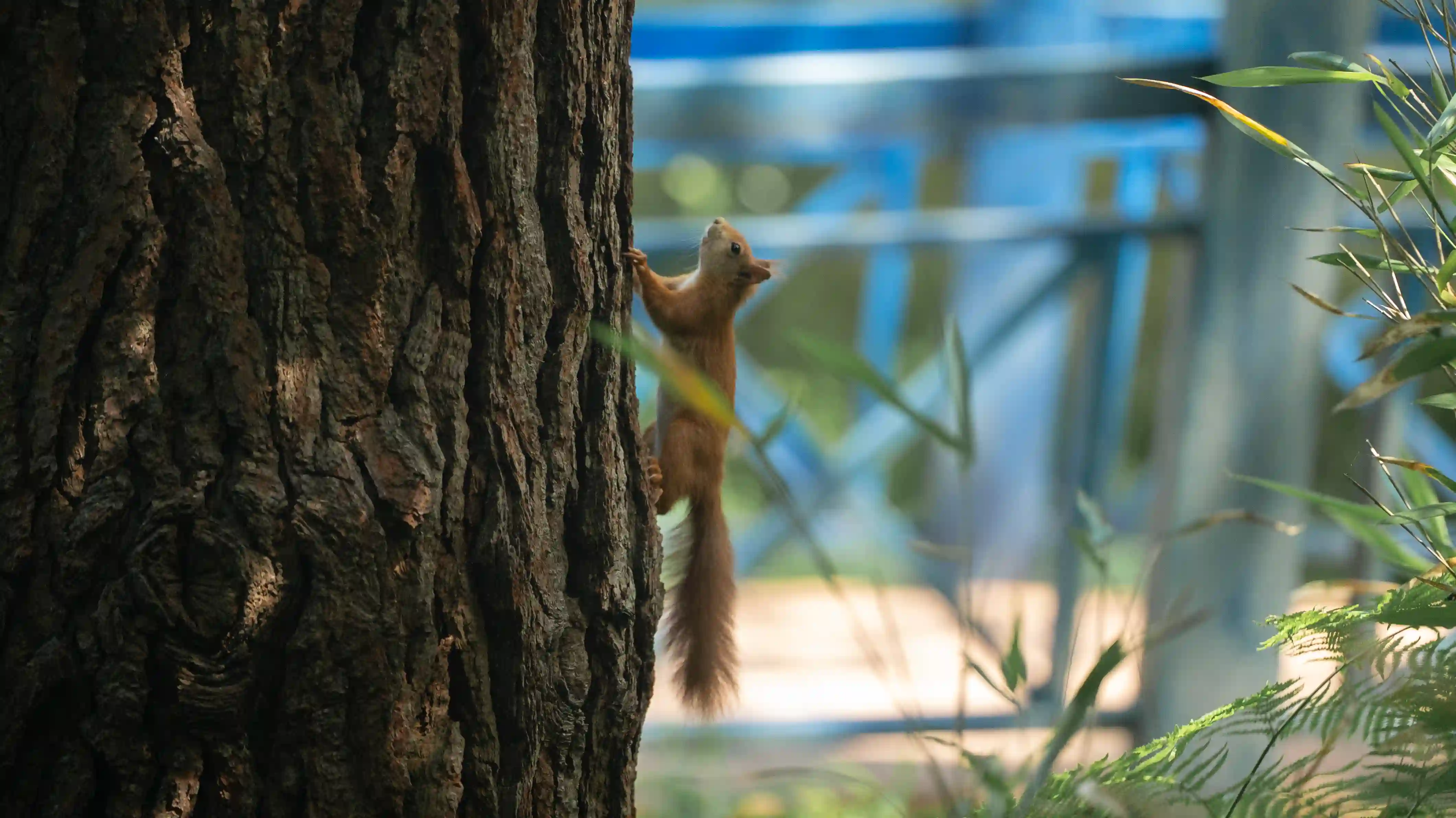 A red squirrel climbing a tree 