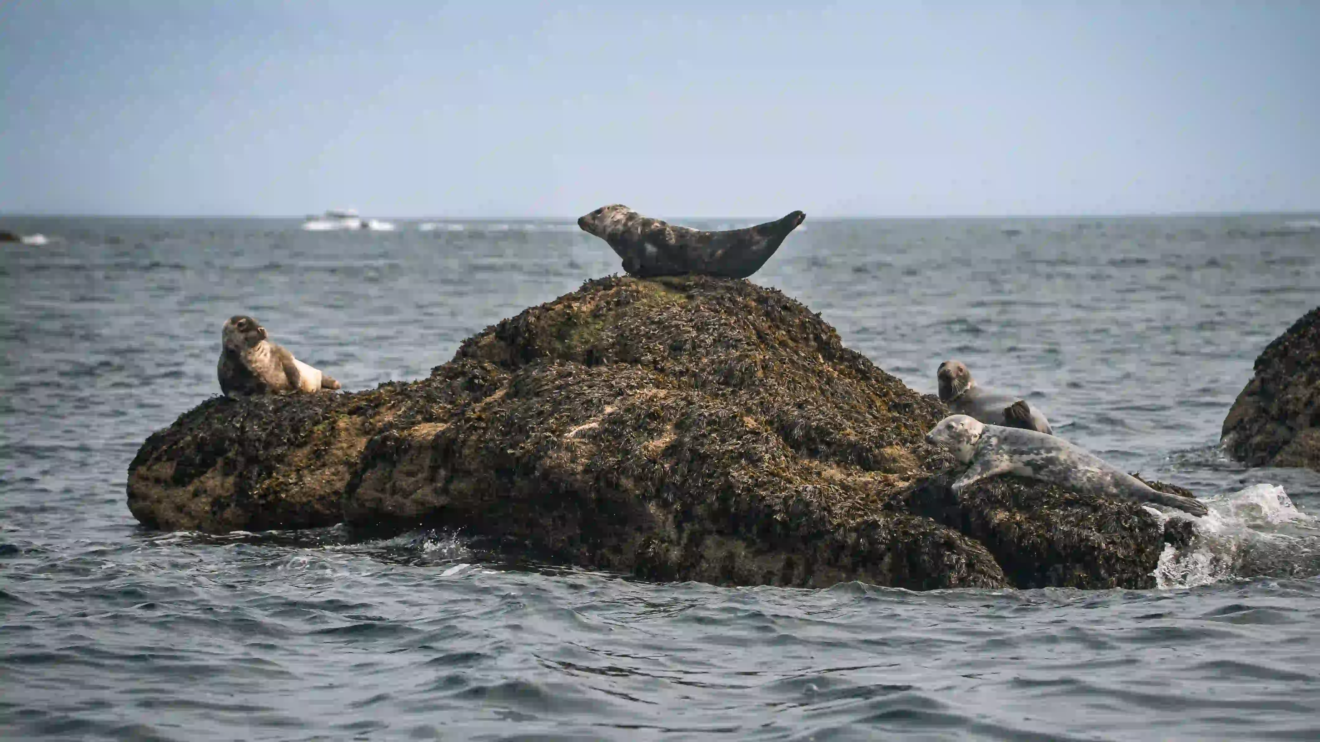 Some seals on a rock isles of scilly