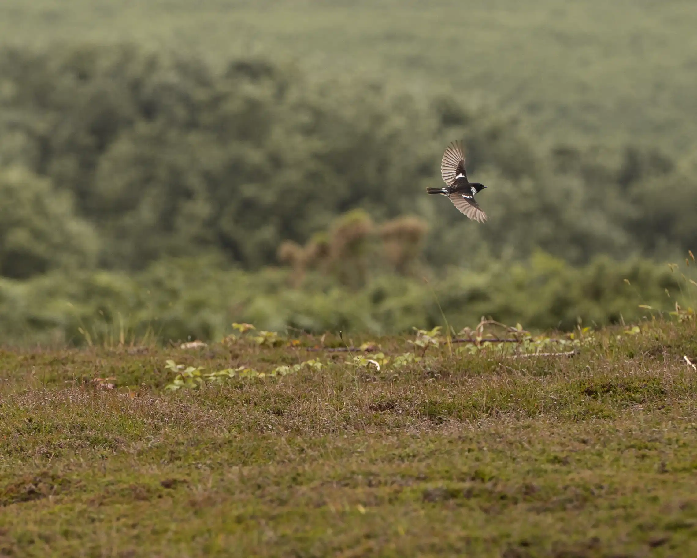 A bird in flight on St Agnes