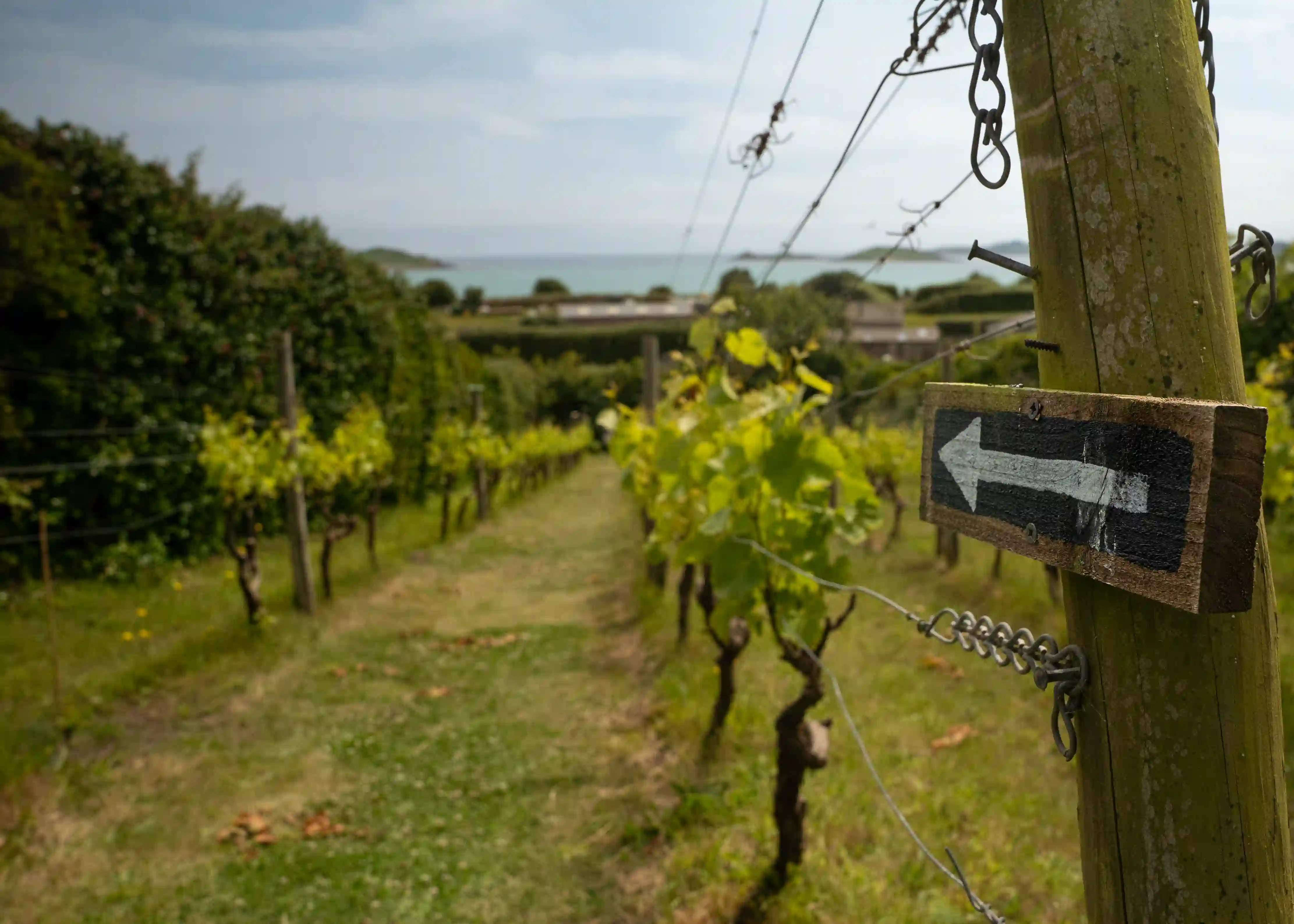 A photo of an arrow St Martins Vineyard