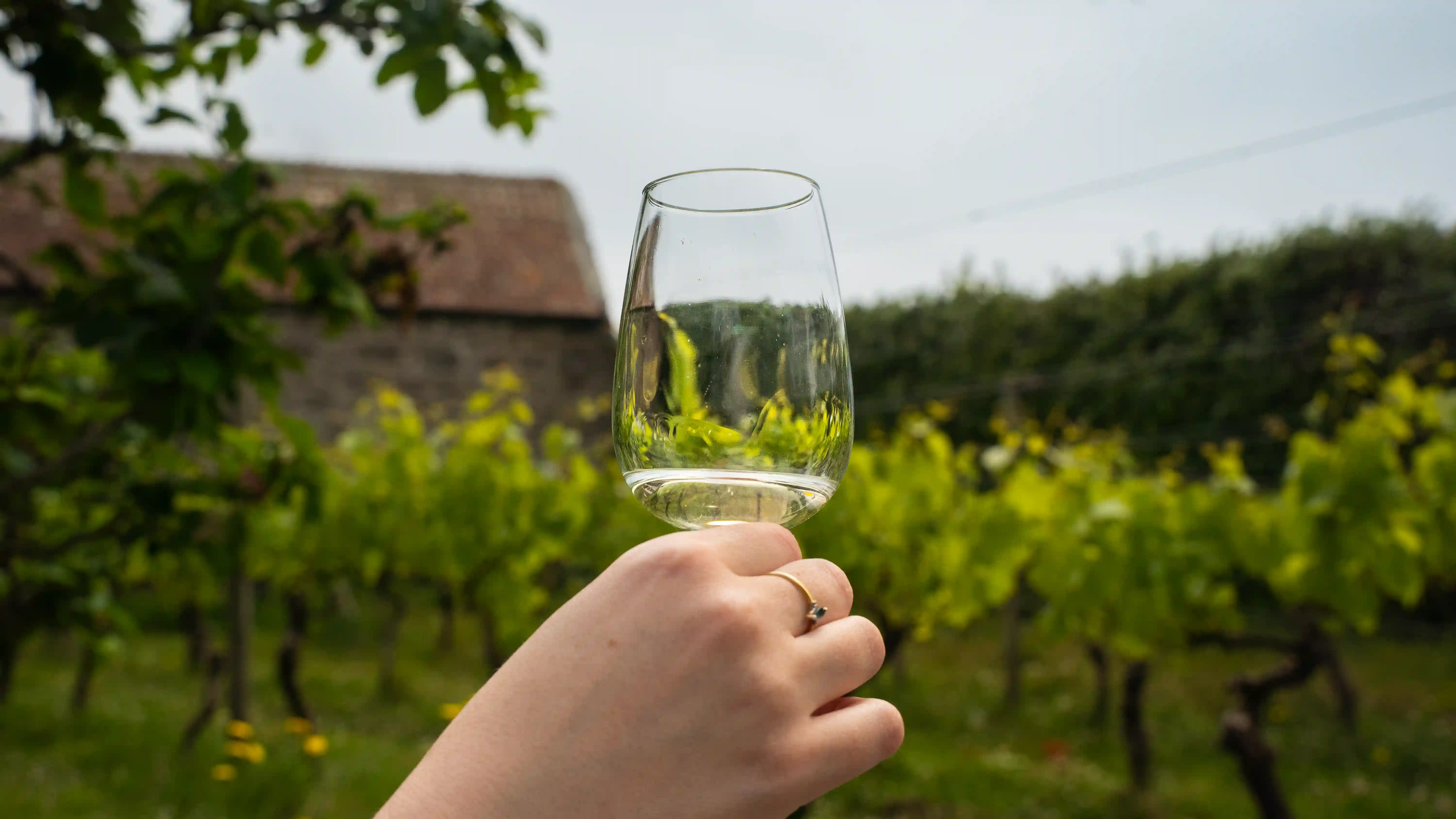 A glass of wine at St Martins Vineyard