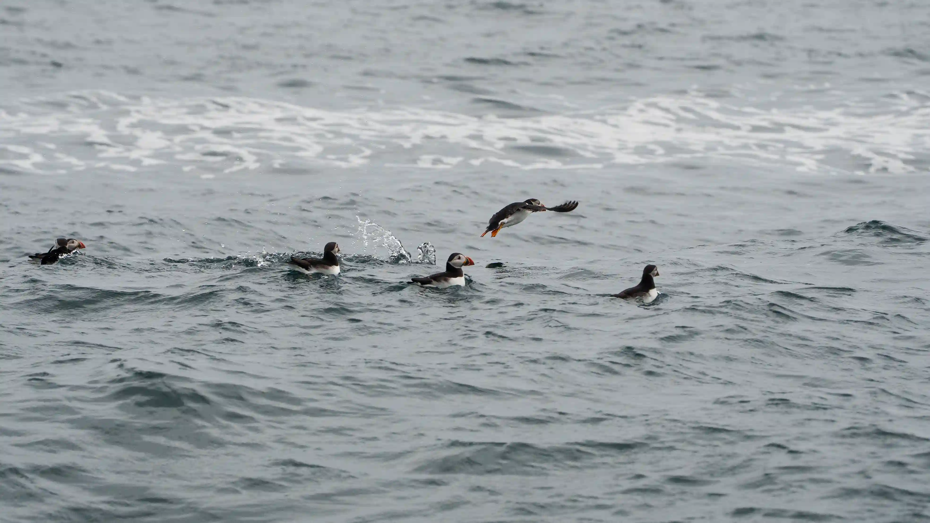 A group of Puffins with one taking off out of the water
