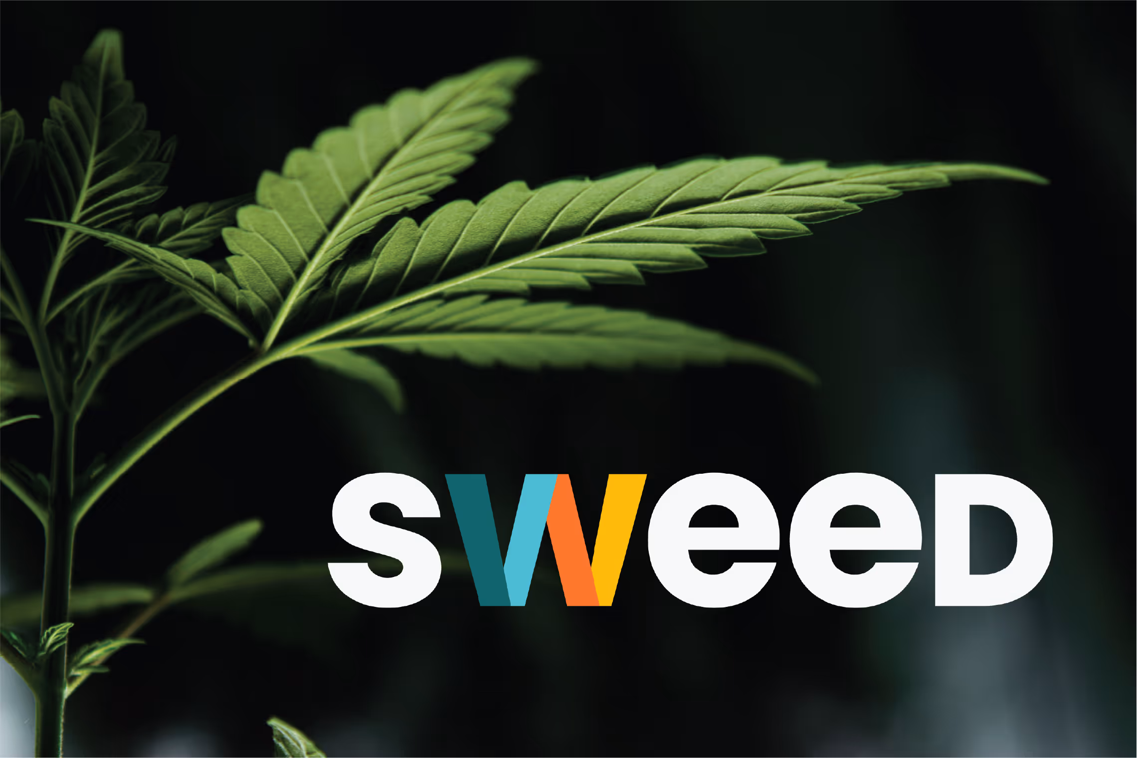 Weekenders’ cannabis joints made with NY-grown outdoor cannabis