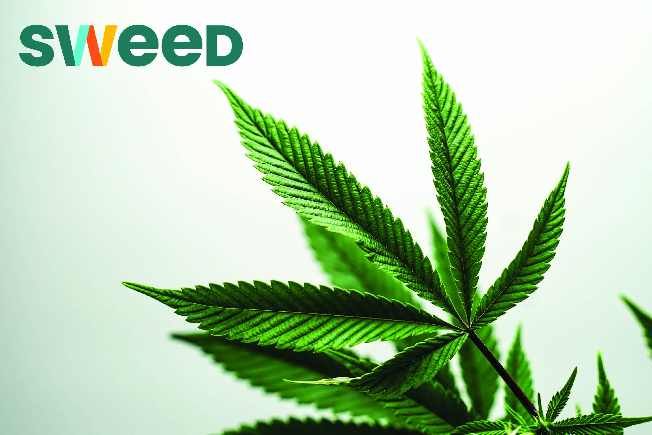 Weekenders’ cannabis joints made with NY-grown outdoor cannabis