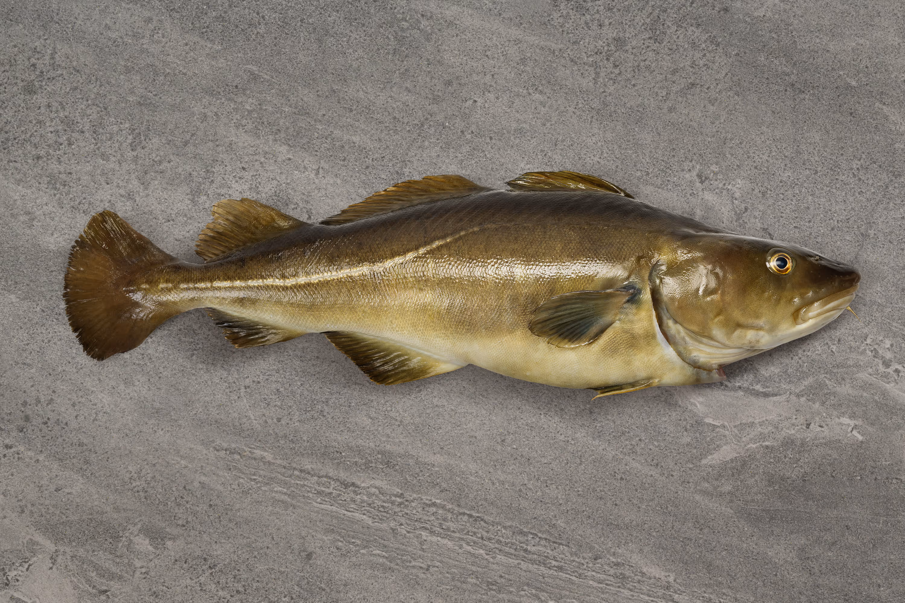 Whole fish laying on stone