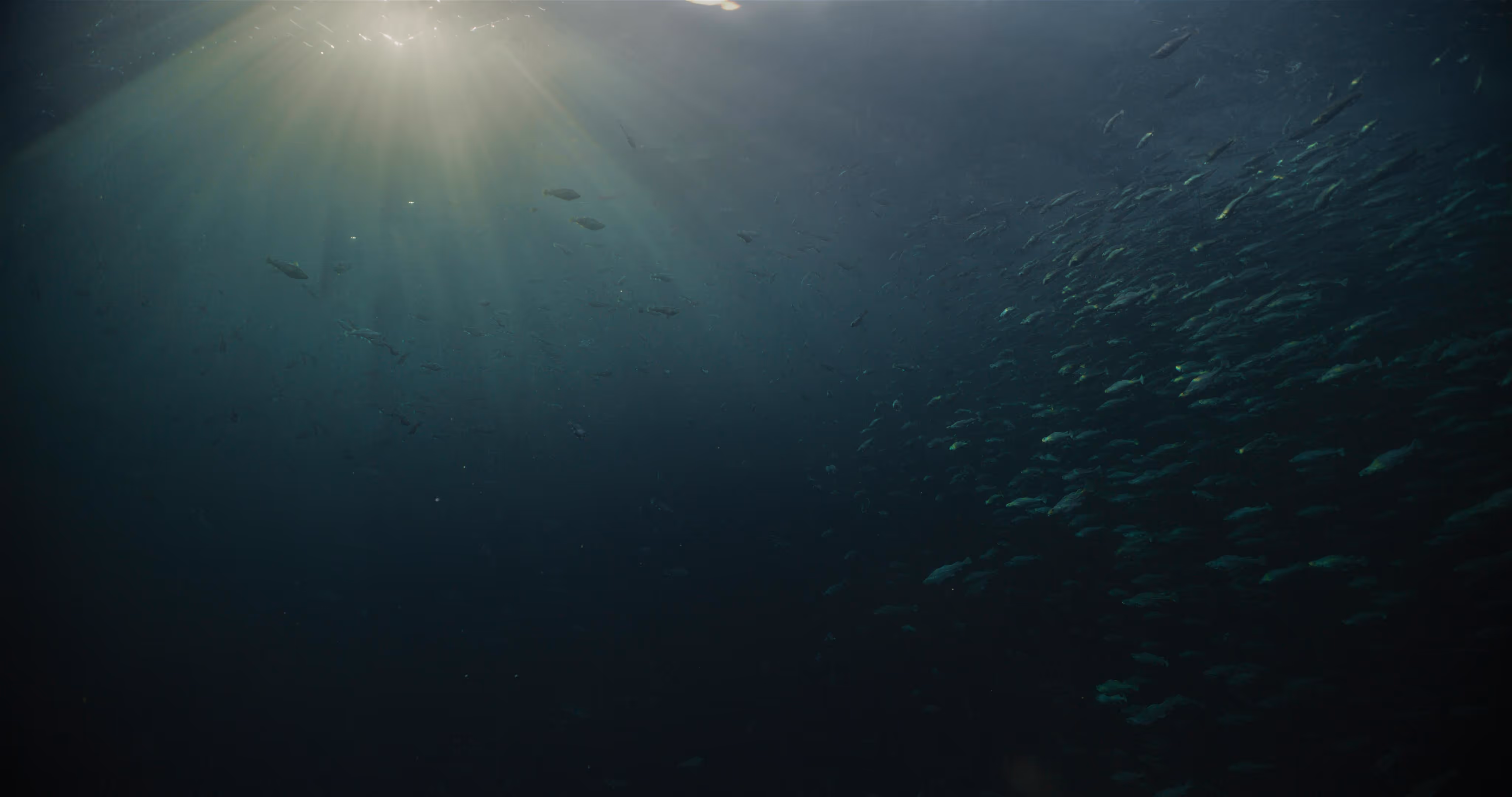 Cod swimming in sea farm