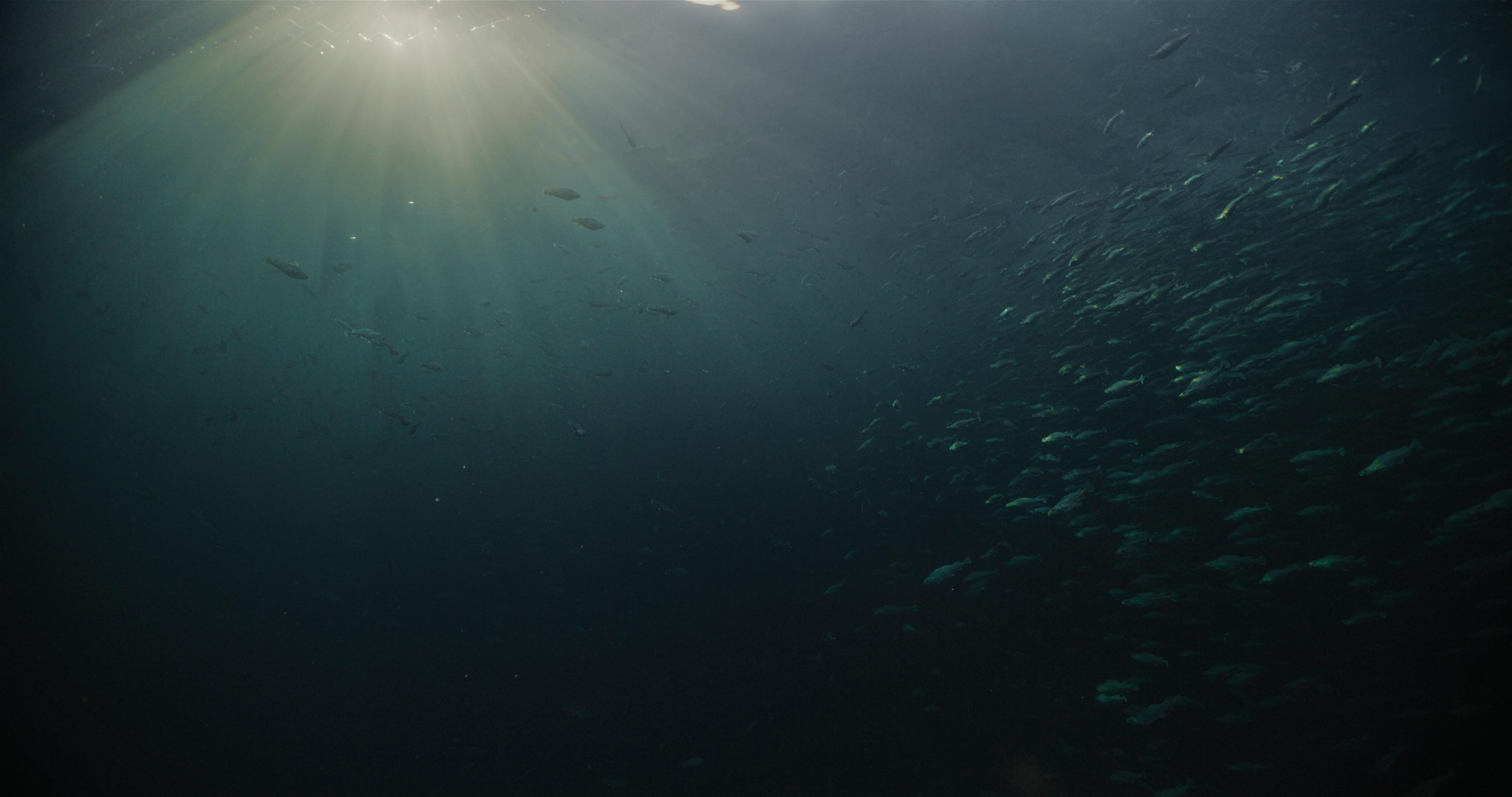 Cod swimming in sea farm