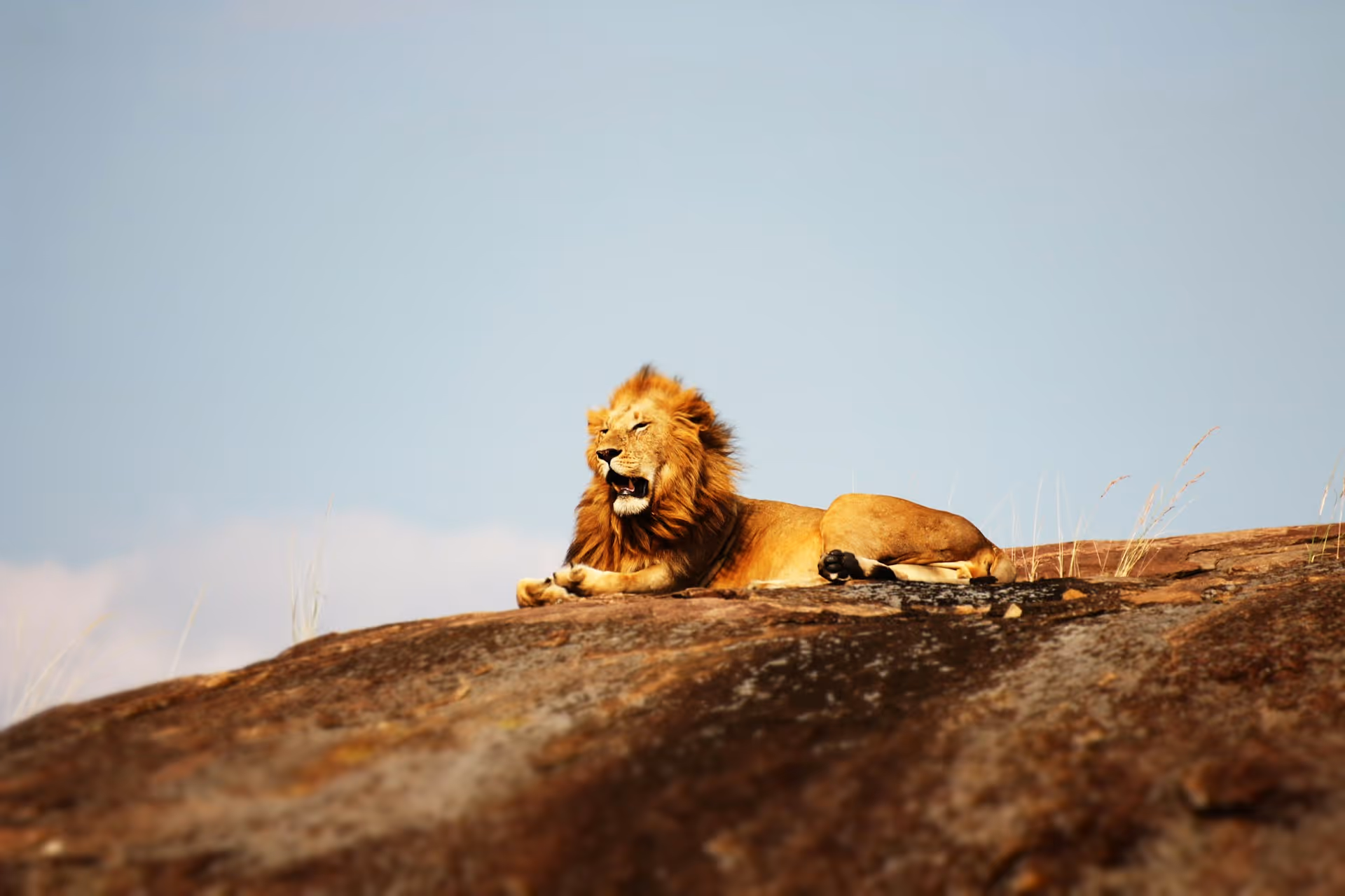 A lion rests confidently at the top of a rocky outcrop under an open
sky — a symbol of LONGi's position at the top of the industry's ESG
compliance and bankability rankings, recognised by leading certification
bodies and financial institutions worldwide.