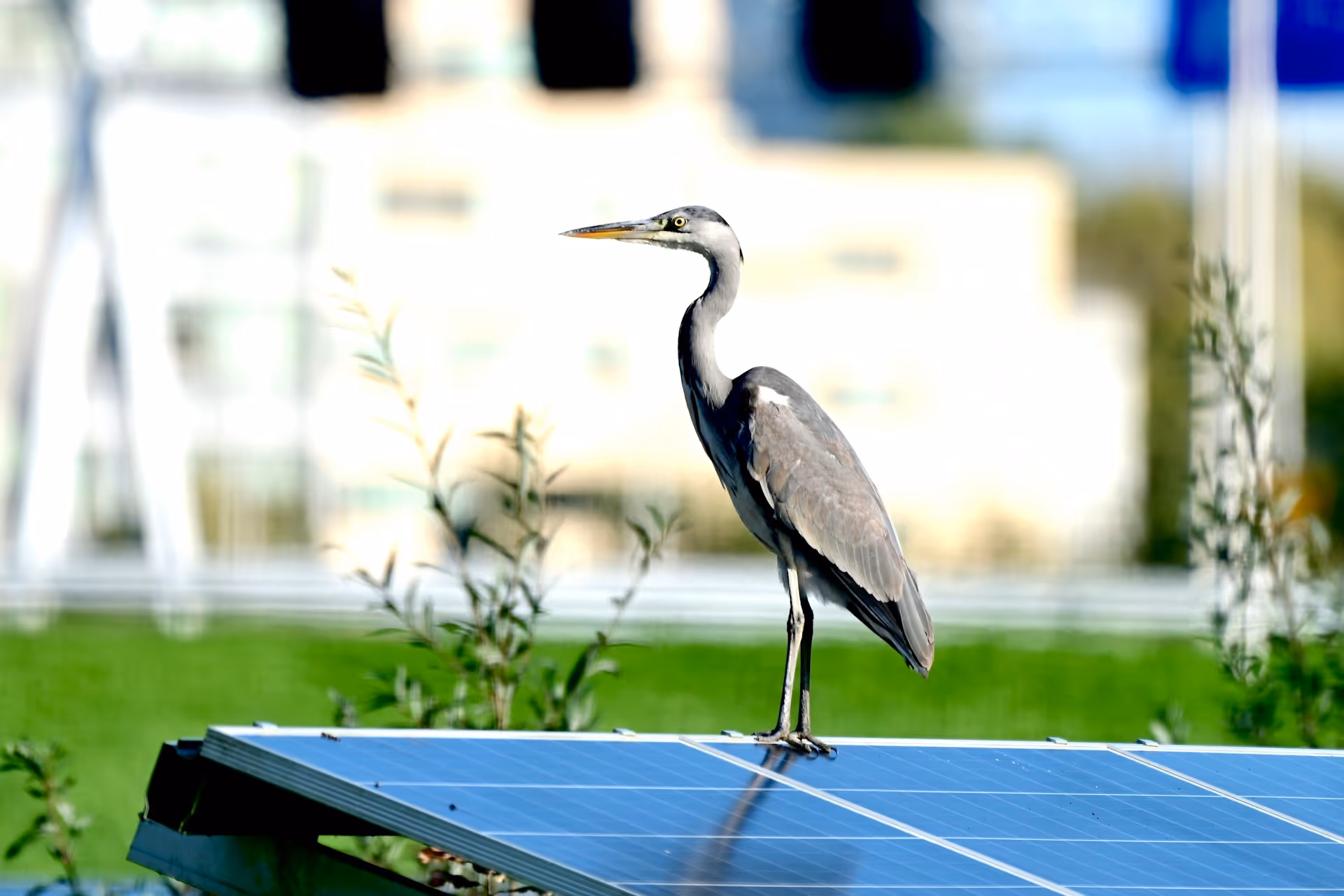 A grey heron stands perched on a solar panel surrounded by green
vegetation, symbolising the coexistence of renewable energy infrastructure
and biodiversity — a visual expression of LONGi's commitment to
ESG compliance, bankability, and responsible project development.