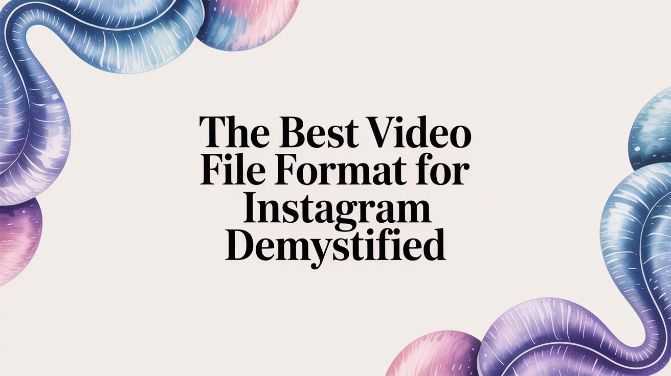 The Best Video File Format for Instagram (A 2-Minute Guide)
