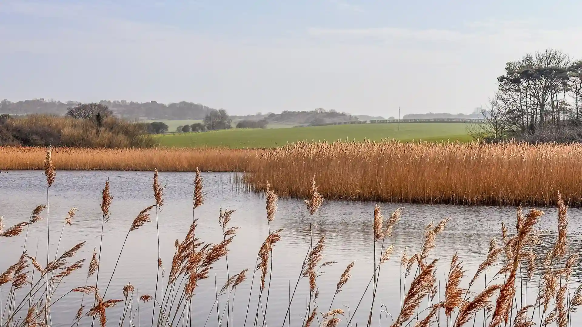 View of reed beds surrounding a lake overlooking open countryside.
