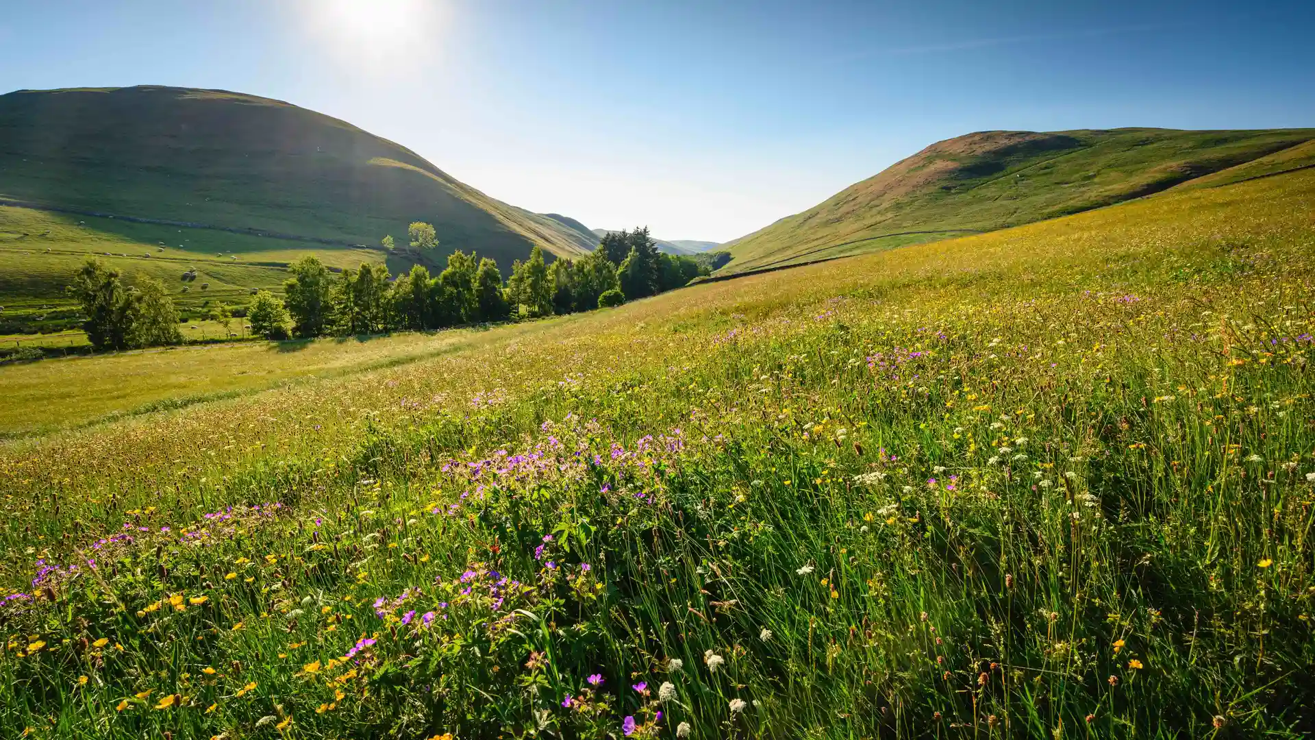 Wildflower-rich hay meadow in Barrowburn, Coquetdale, with rolling hills of the Cheviot range in Northumberland National Park under clear summer skies.