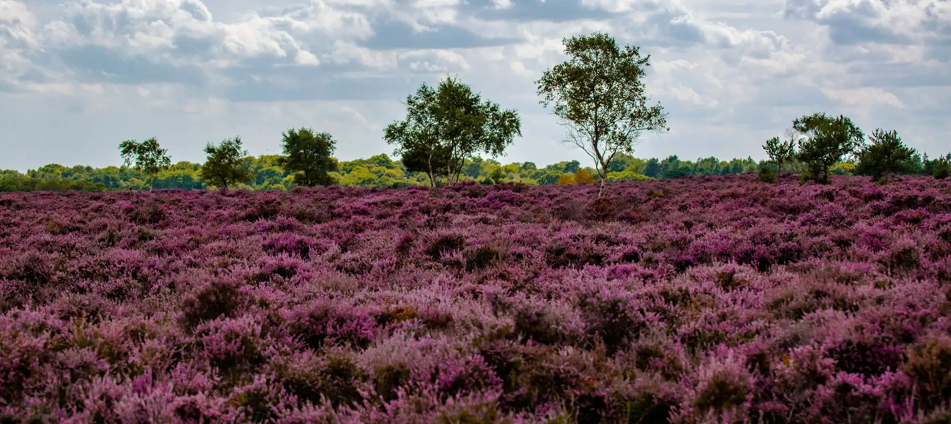 Heather in full bloom on Suffolk heathland — a landscape of colour, quiet, and open skies.
